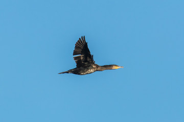 kormoran