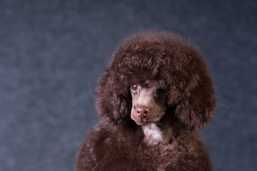Poodle portrait at studio
