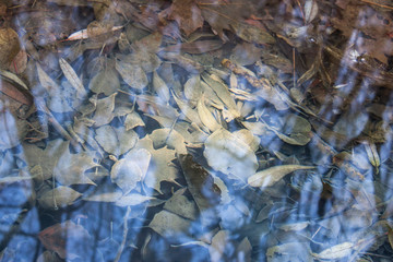 Autumn leaves under the water 