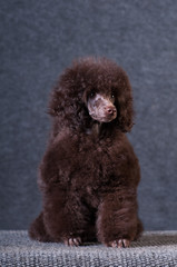 Poodle portrait at studio