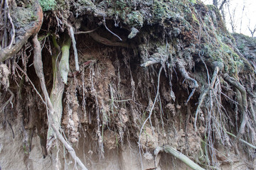 Tree on the edge of the collapsed hill