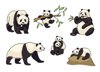 Fototapety  Set of Pandas- vector illustration