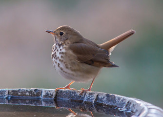 Wood Thrush on Bird Bath