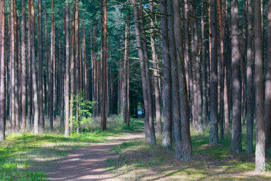 forest in palanga 