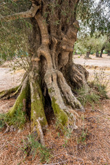Olive field with big old tree roots and trunk. Zakynthos Island, Greece.