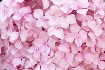 Fotobehang roze bloemtextuur van hortensia © natalia