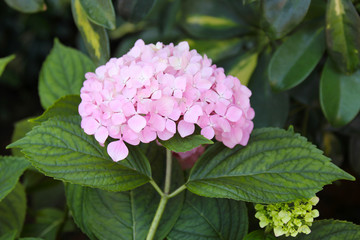 Lovely pink flower of a hydrangea flower on a flower bed