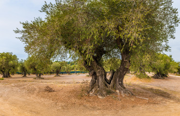 Olive trees. Mediterranean olive field with old olive trees. Zakynthos Island, Greece.