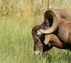 Two Rams Grazing in the Summer Grass