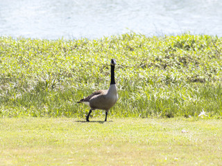 Goose walking beside pond.