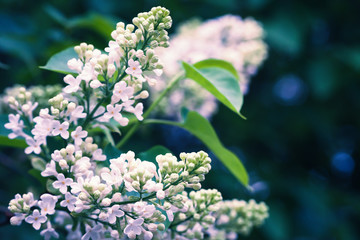 Lilac flowers, macro photo, selective focus
