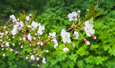 Cherry tree branch with white flowers