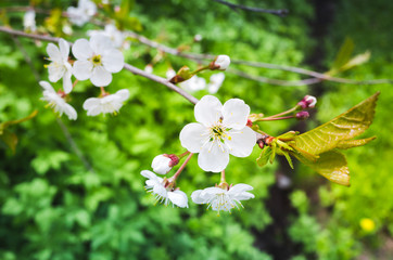 Cherry tree in bloom, branch with flowers