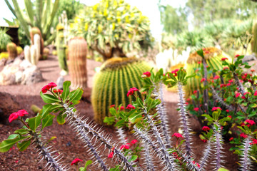 Garden full of cactuses 