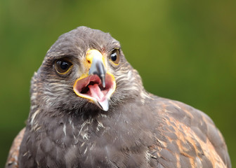 Harris Hawk falcon close-up portrait