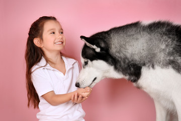 Cute little girl feeding Husky dog, on color background