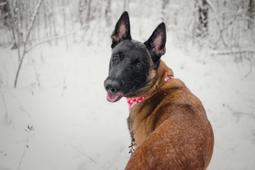 Portrait of the Belgian sheepdog malinois