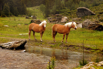 Obraz premium Two Haflinger horses with blond mane on a meadow in the mountains, Tyrol, Austria. 