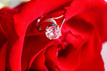 Red rose with beautiful engagement ring, closeup