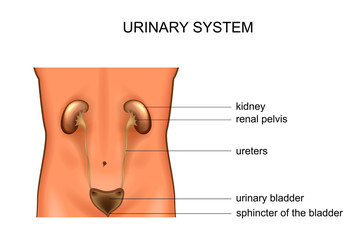 urinary system. kidney and bladder