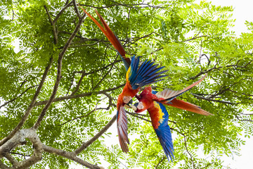 Hellroter Ara, Ara macao oder Arakanga © suzette77