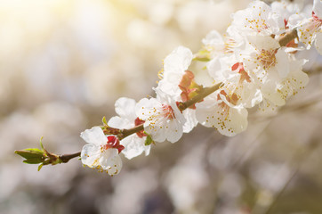 Blossoming of the apricot tree in spring time with white beautiful flowers. Macro image with copy space. Natural seasonal background.