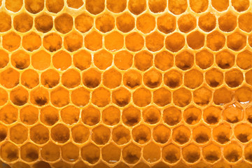 Fresh honeycomb as background, closeup