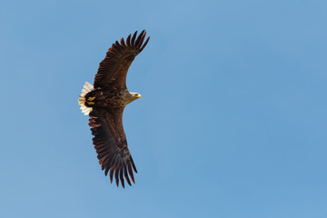 A White-tailed Sea Eagle, Haliaeetus albicilla, in flight against clear, blue sky. Danube Delta, Romania, Europe.