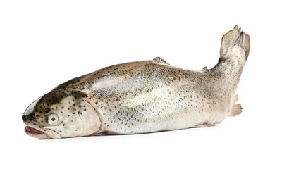 Rainbow trout on white background