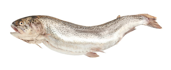 Rainbow trout on white background
