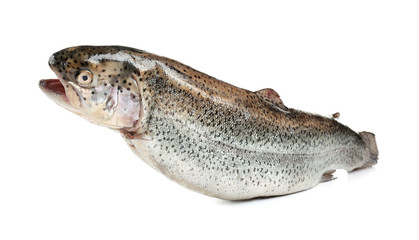 Rainbow trout on white background