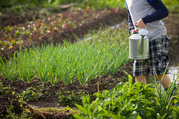Naklejka premium Cute little toddler boy watering plants with watering can in the garden. Adorable little child helping parents to grow vegetables and having fun. Activities with children outdoors.