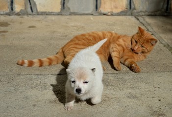 cat and puppy