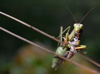 Green mantis eats
