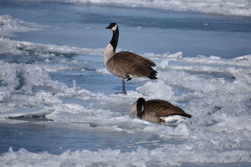 Geese on Frozen Lake Michigan