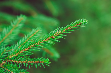 Abstract background from conifer evergreen pine tree branches, natural outdoor christmas hipster concept