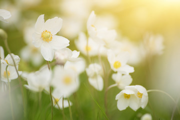 Beautiful sunny white anemona flowers growing on the meadow in spring time, natural outdoor seasonal soft background