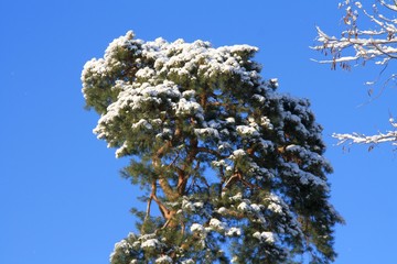 Kiefer mit Schnee