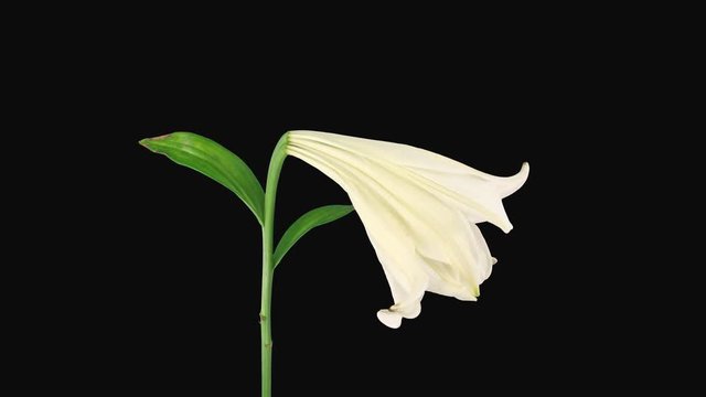 Time-lapse of dying white lily with blue chroma key. Open this file in Adobe After Effects, select Keylight effect, click on blue background with Screen Colour eyedropper and you'll have perfect alpha