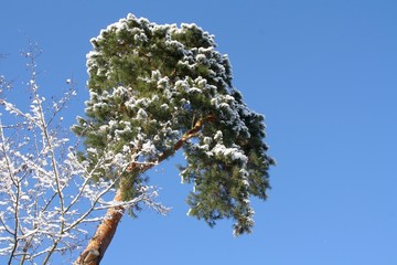 Winterwald Kiefer mit Schnee