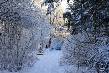 Winterwald