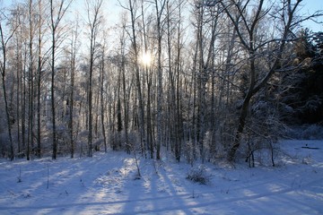 Winterwald