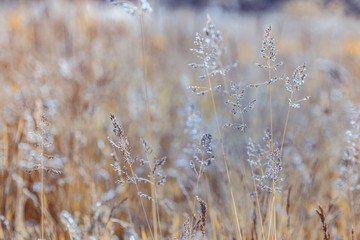 Fototapeta premium the grass background