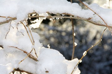 Zweig mit Schnee