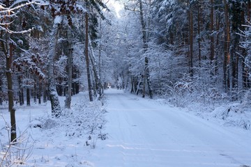 Winterwald
