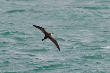 Fototapeta na wymiar A Great Shearwater seabird, Ardenna gravis, formerly, Puffinuss gravis, soaring over ocean waves. Dorset, UK Europe