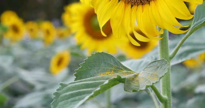 beautiful sunflower blossom blooming in farm of flower