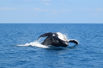 Close up humpback whale breaching Hervey Bay