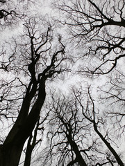 twisting winter trees in forest canopy with bare branches