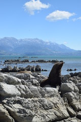 Seals watching the bay of Kaikoura in New Zealand